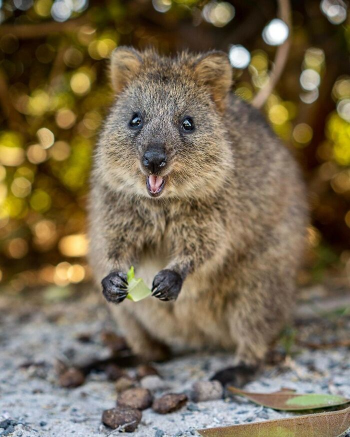 Indulging In My Plant-Based Breakfast