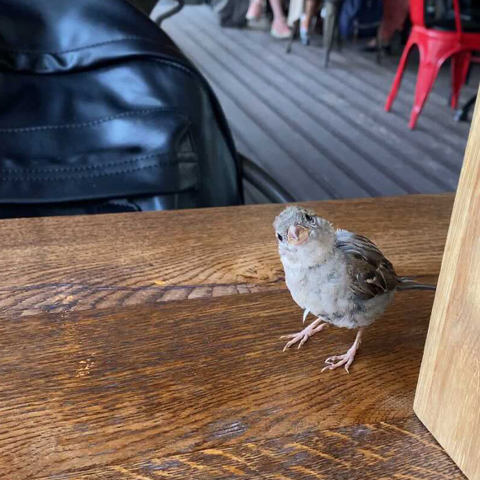 Hey Pandas, Post Bird Pics That You Took (Closed)