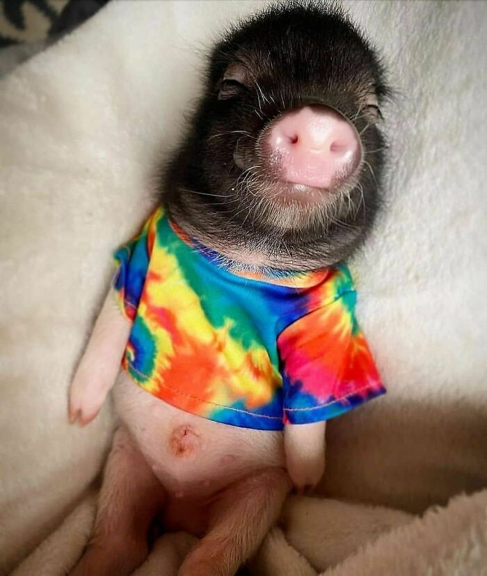 Piglet lying on its back with a colorful t-shirt