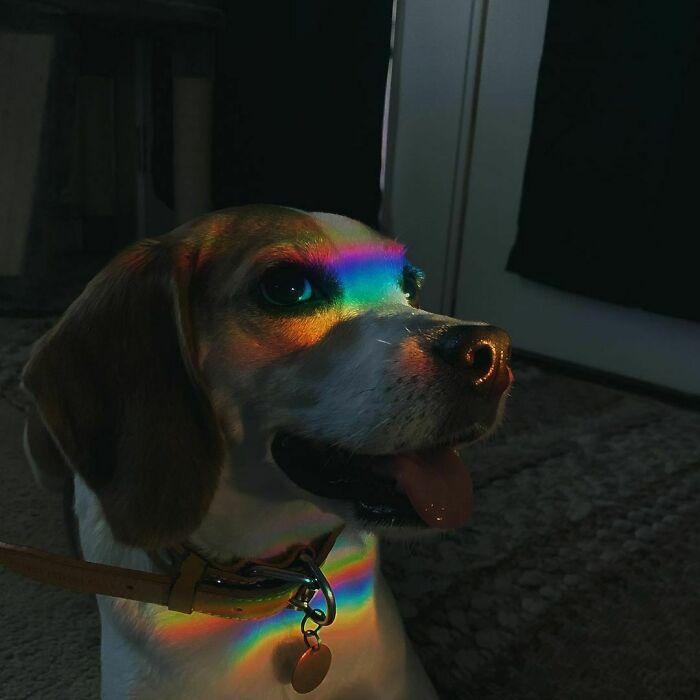 Rainbow Dog