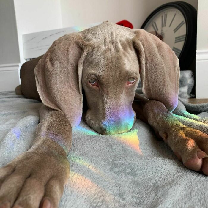 Rainbow Pup