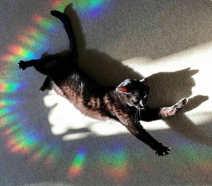 #rainbowcat