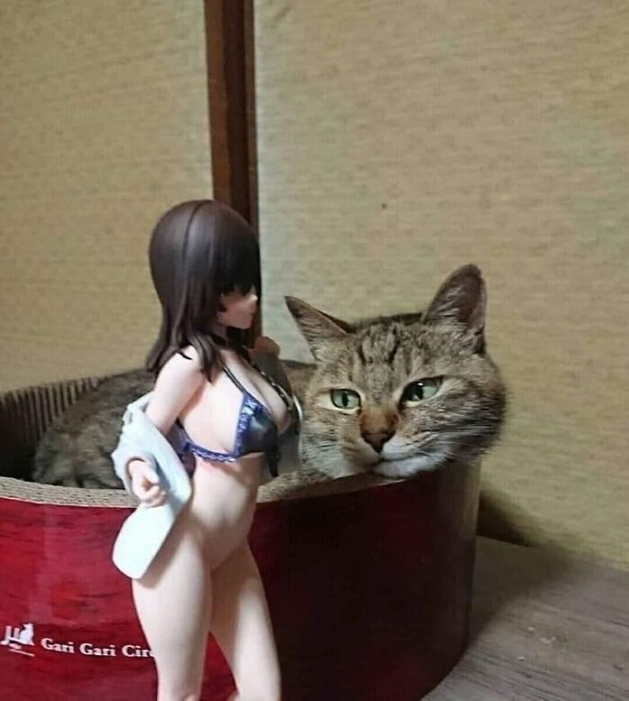 A Cat Of Culture As Well