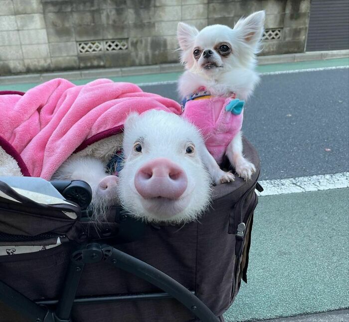 Pig Life
