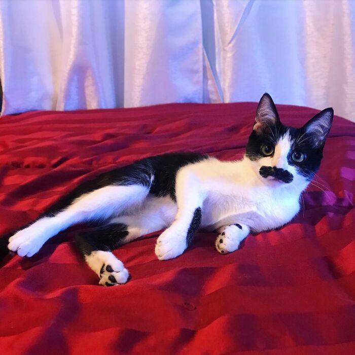 This Cat Went Viral On Instagram Because It Was Born With A "Mustache"