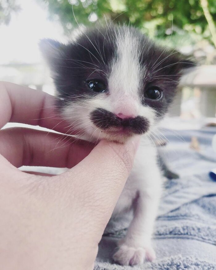 This Cat Went Viral On Instagram Because It Was Born With A 