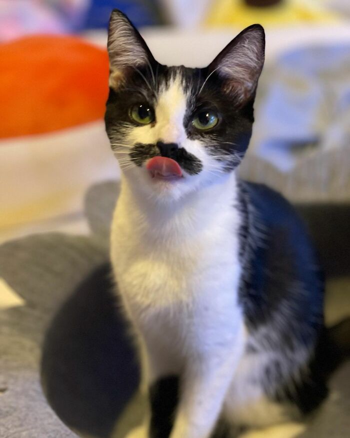 This Cat Went Viral On Instagram Because It Was Born With A "Mustache"