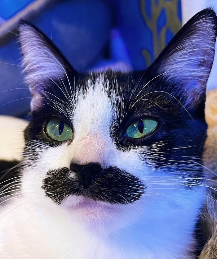 This Cat Went Viral On Instagram Because It Was Born With A "Mustache" This Cat Went Viral On Instagram Because It Was Born With A "Mustache"