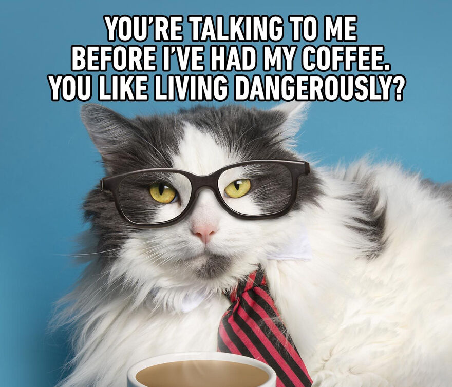 Cat Memes That Just Have To Be Shared