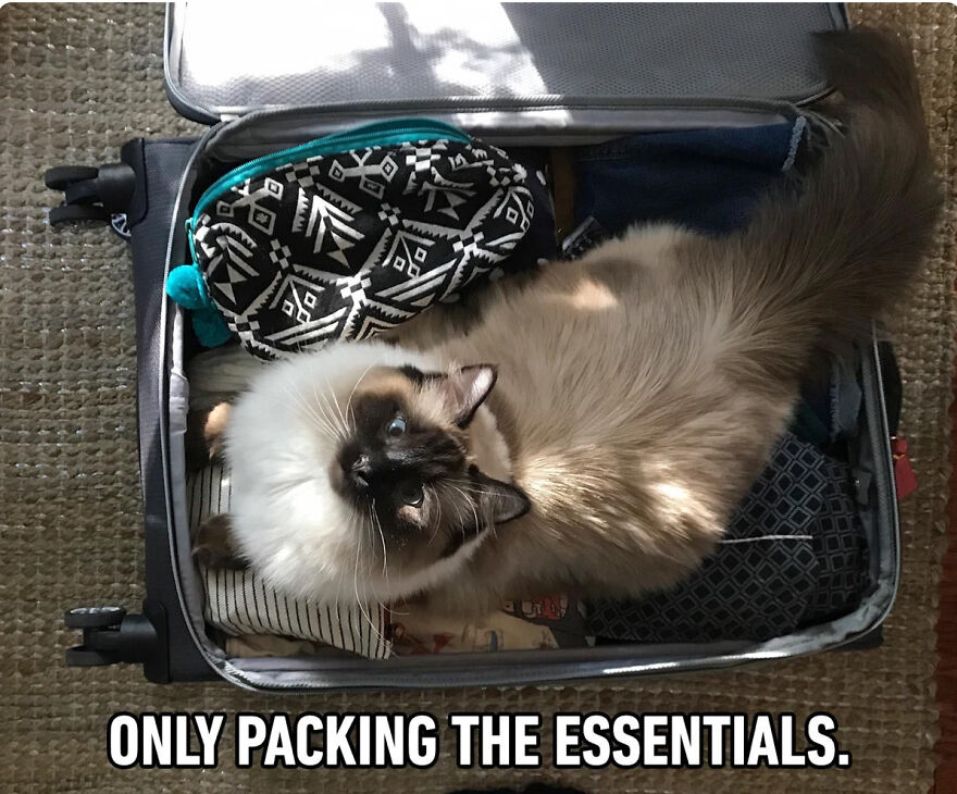 Cat Memes That Just Have To Be Shared