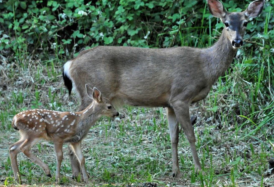 I Love Photographing The Wildlife That Passes Through My Yard. This Year There Was Much More Than Usual. I Love Photographing The Wildlife That Passes Through My Yard. This Year There Was Much More Than Usual.