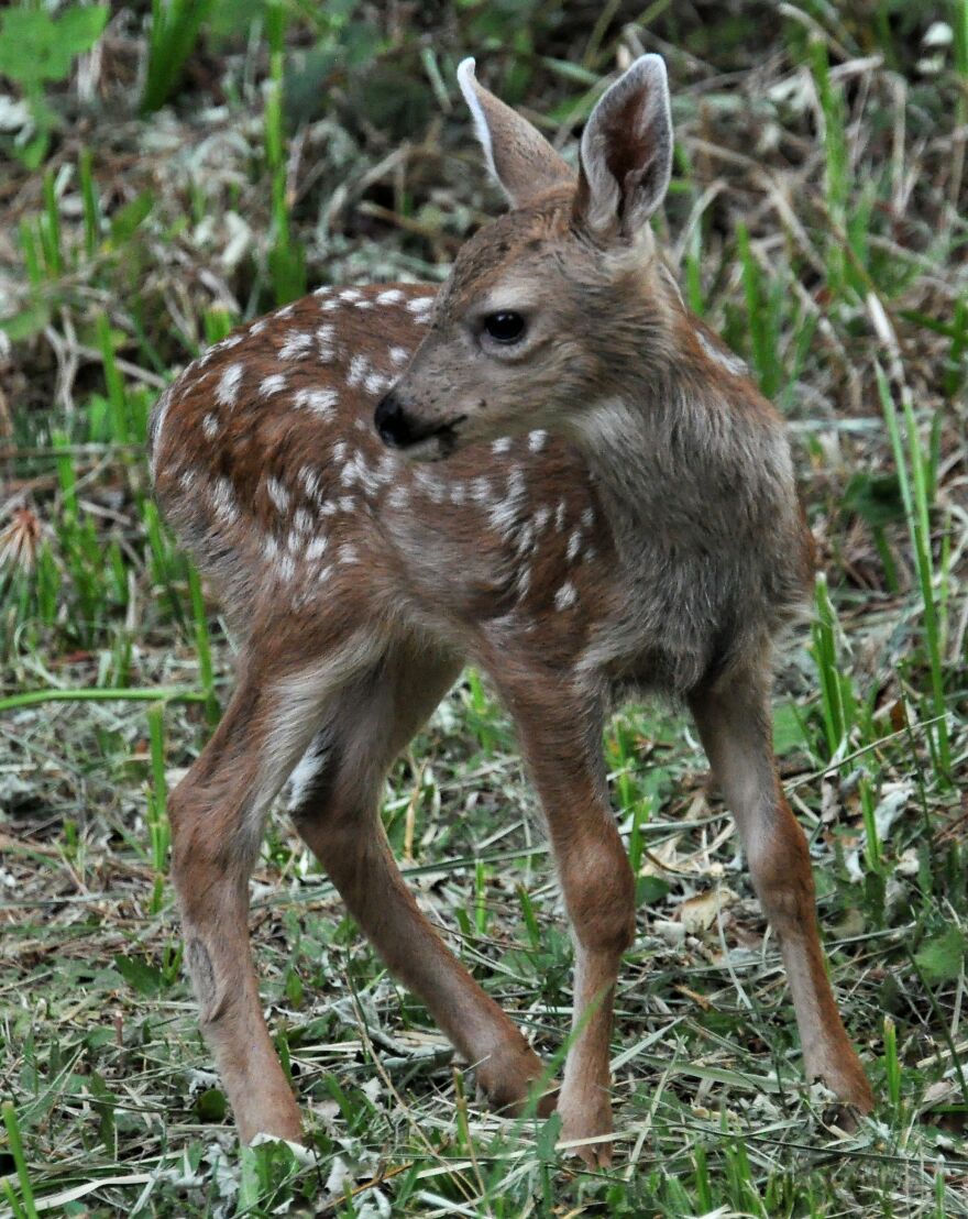 I Love Photographing The Wildlife That Passes Through My Yard. This Year There Was Much More Than Usual. I Love Photographing The Wildlife That Passes Through My Yard. This Year There Was Much More Than Usual.