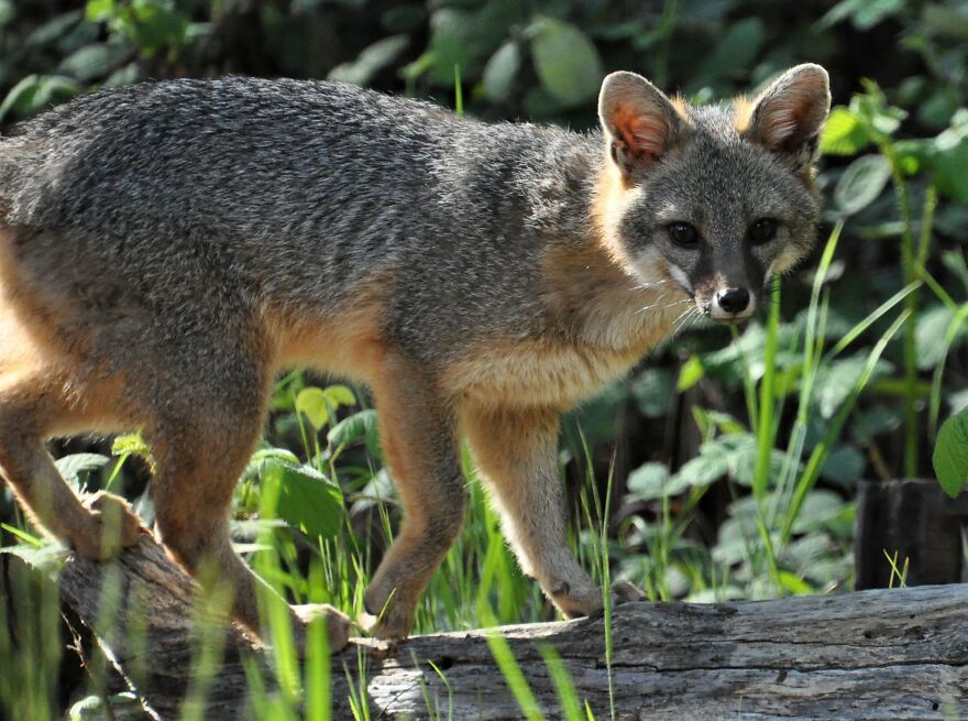 I Love Photographing The Wildlife That Passes Through My Yard. This Year There Was Much More Than Usual. I Love Photographing The Wildlife That Passes Through My Yard. This Year There Was Much More Than Usual.