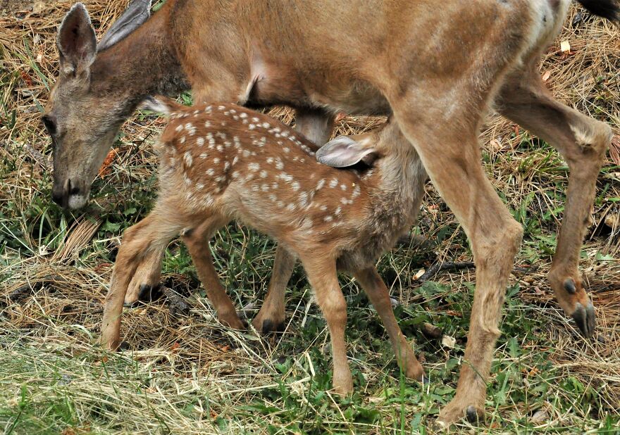 I Love Photographing The Wildlife That Passes Through My Yard. This Year There Was Much More Than Usual. I Love Photographing The Wildlife That Passes Through My Yard. This Year There Was Much More Than Usual.