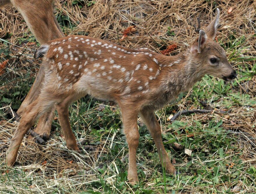 I Love Photographing The Wildlife That Passes Through My Yard. This Year There Was Much More Than Usual. I Love Photographing The Wildlife That Passes Through My Yard. This Year There Was Much More Than Usual.