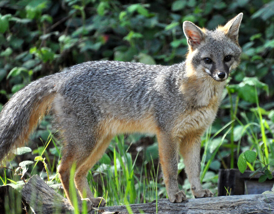I Love Photographing The Wildlife That Passes Through My Yard. This Year There Was Much More Than Usual. I Love Photographing The Wildlife That Passes Through My Yard. This Year There Was Much More Than Usual.