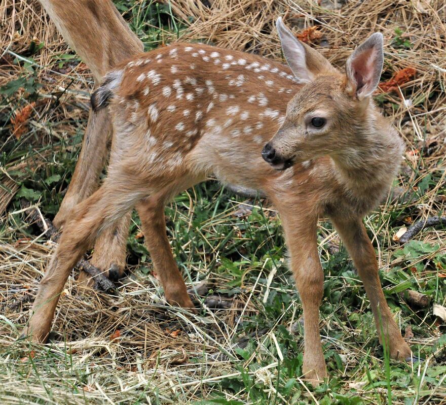 I Love Photographing The Wildlife That Passes Through My Yard. This Year There Was Much More Than Usual. I Love Photographing The Wildlife That Passes Through My Yard. This Year There Was Much More Than Usual.