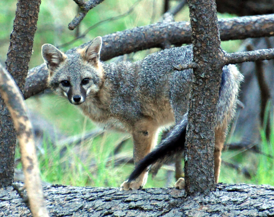 I Love Photographing The Wildlife That Passes Through My Yard. This Year There Was Much More Than Usual. I Love Photographing The Wildlife That Passes Through My Yard. This Year There Was Much More Than Usual.