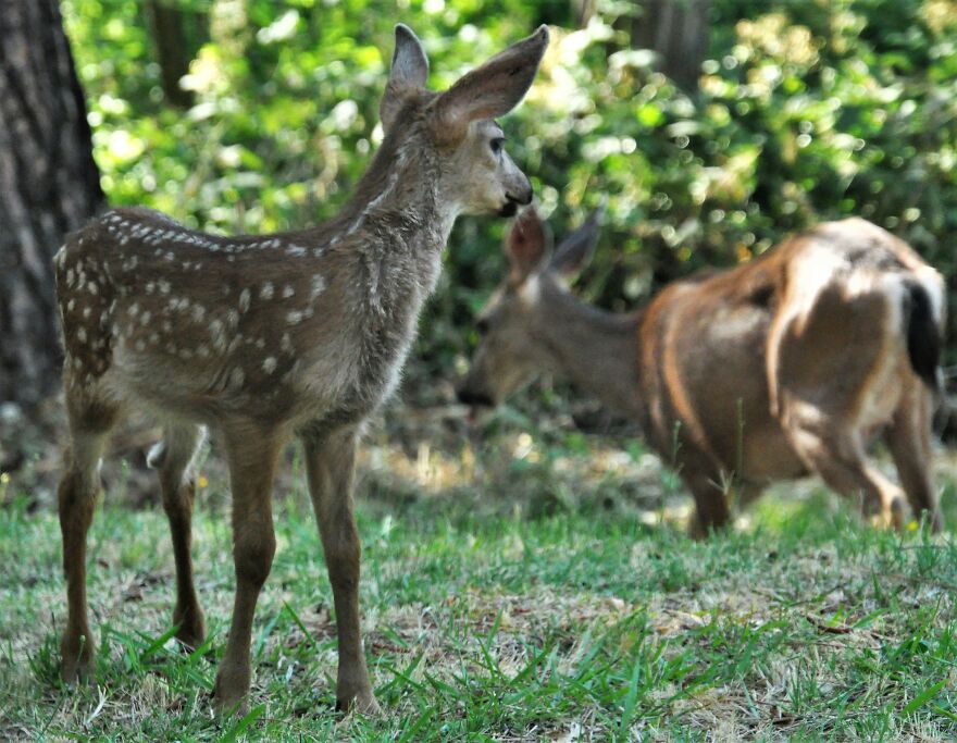 I Love Photographing The Wildlife That Passes Through My Yard. This Year There Was Much More Than Usual. I Love Photographing The Wildlife That Passes Through My Yard. This Year There Was Much More Than Usual.
