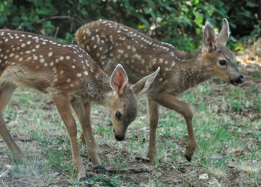 I Love Photographing The Wildlife That Passes Through My Yard. This Year There Was Much More Than Usual. I Love Photographing The Wildlife That Passes Through My Yard. This Year There Was Much More Than Usual.