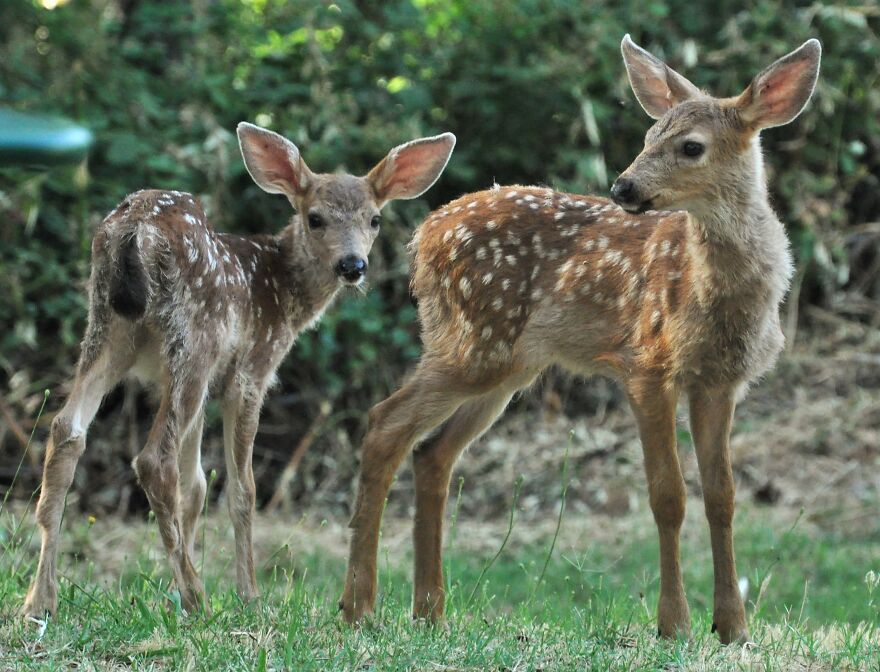 I Love Photographing The Wildlife That Passes Through My Yard. This Year There Was Much More Than Usual. I Love Photographing The Wildlife That Passes Through My Yard. This Year There Was Much More Than Usual.