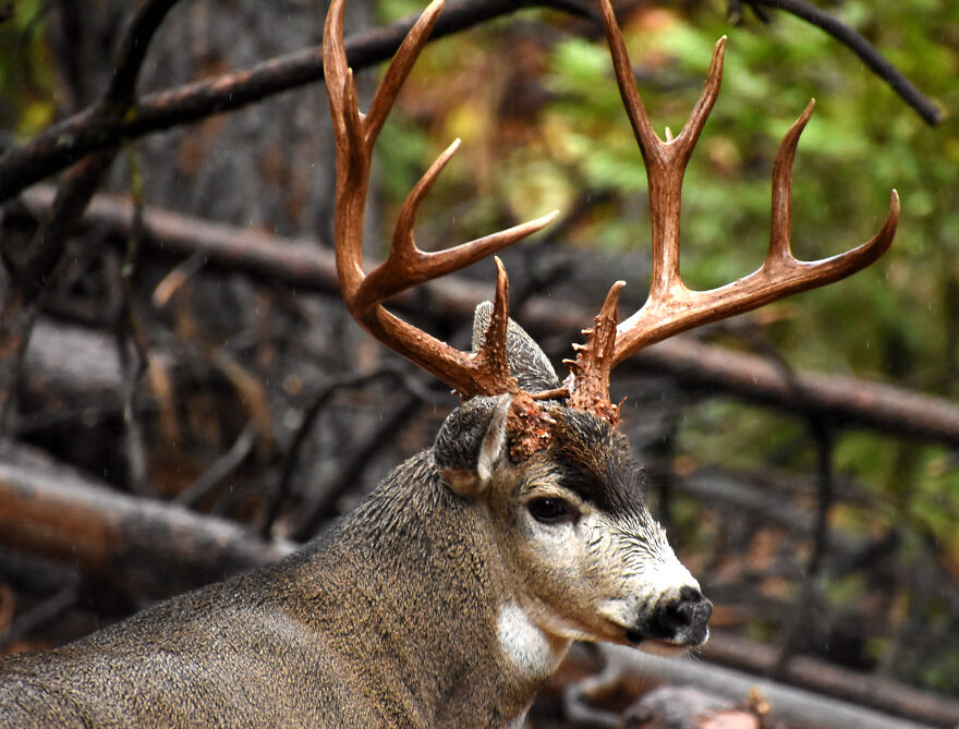 I Love Photographing The Wildlife That Passes Through My Yard. This Year There Was Much More Than Usual. I Love Photographing The Wildlife That Passes Through My Yard. This Year There Was Much More Than Usual.