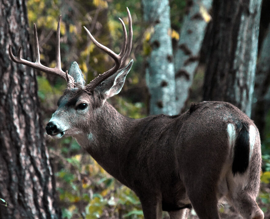 I Love Photographing The Wildlife That Passes Through My Yard. This Year There Was Much More Than Usual. I Love Photographing The Wildlife That Passes Through My Yard. This Year There Was Much More Than Usual.