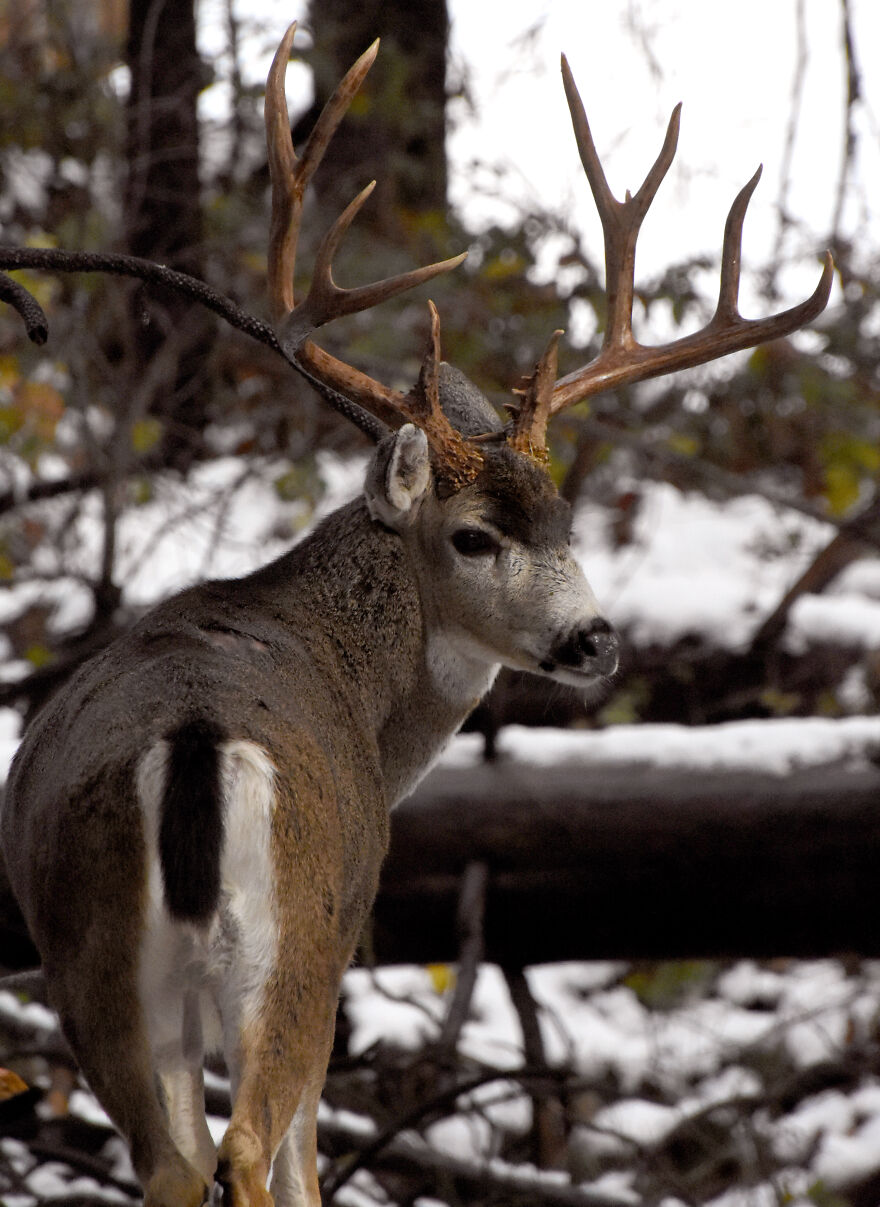 I Love Photographing The Wildlife That Passes Through My Yard. This Year There Was Much More Than Usual. I Love Photographing The Wildlife That Passes Through My Yard. This Year There Was Much More Than Usual.