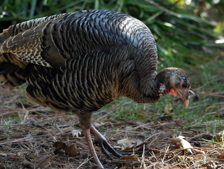 I Love Photographing The Wildlife That Passes Through My Yard. This Year There Was Much More Than Usual. I Love Photographing The Wildlife That Passes Through My Yard. This Year There Was Much More Than Usual.