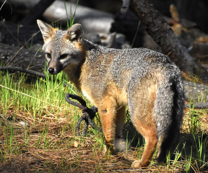 I Love Photographing The Wildlife That Passes Through My Yard. This Year There Was Much More Than Usual. I Love Photographing The Wildlife That Passes Through My Yard. This Year There Was Much More Than Usual.