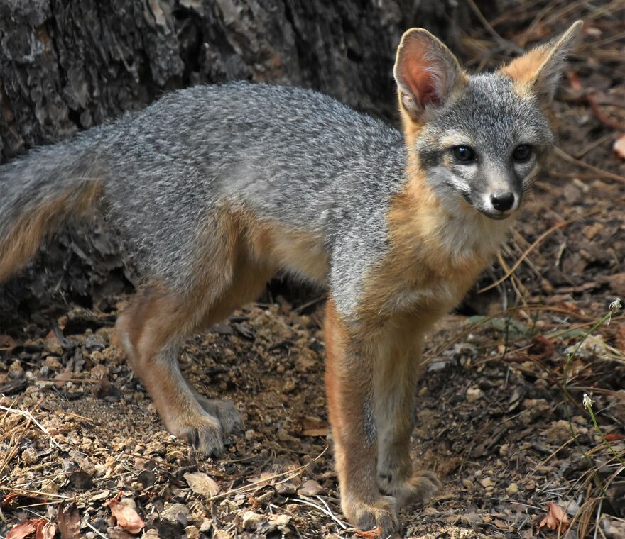 I Love Photographing The Wildlife That Passes Through My Yard. This Year There Was Much More Than Usual. I Love Photographing The Wildlife That Passes Through My Yard. This Year There Was Much More Than Usual.