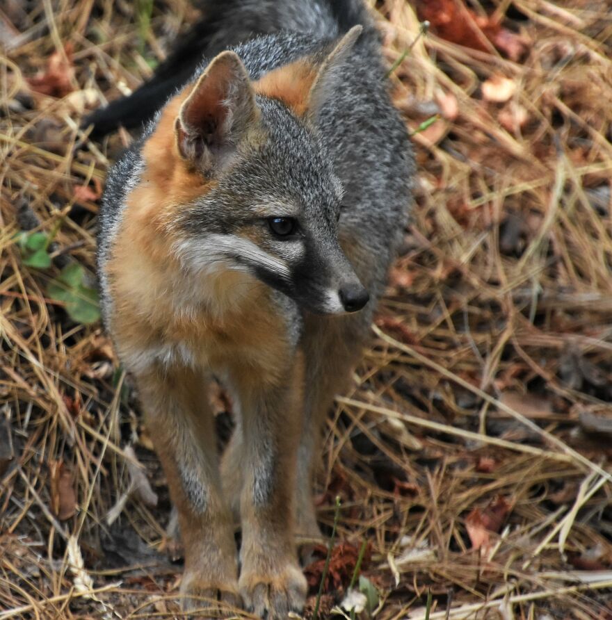 I Love Photographing The Wildlife That Passes Through My Yard. This Year There Was Much More Than Usual. I Love Photographing The Wildlife That Passes Through My Yard. This Year There Was Much More Than Usual.