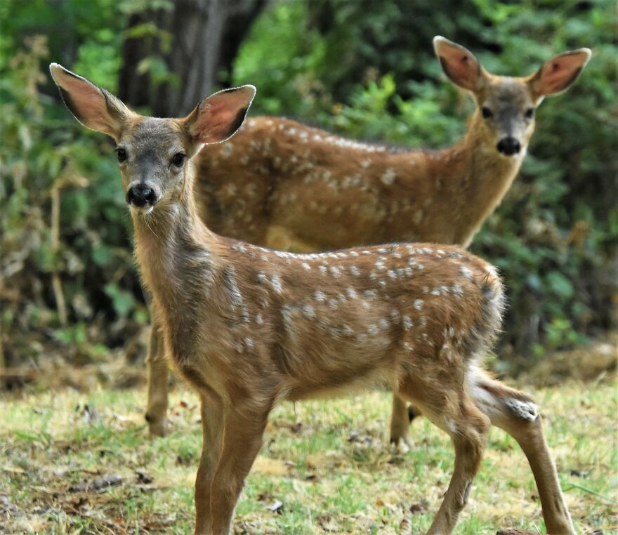 I Love Photographing The Wildlife That Passes Through My Yard. This Year There Was Much More Than Usual. I Love Photographing The Wildlife That Passes Through My Yard. This Year There Was Much More Than Usual.