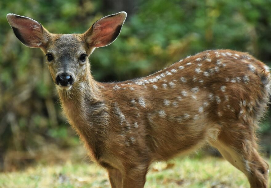 I Love Photographing The Wildlife That Passes Through My Yard. This Year There Was Much More Than Usual. I Love Photographing The Wildlife That Passes Through My Yard. This Year There Was Much More Than Usual.