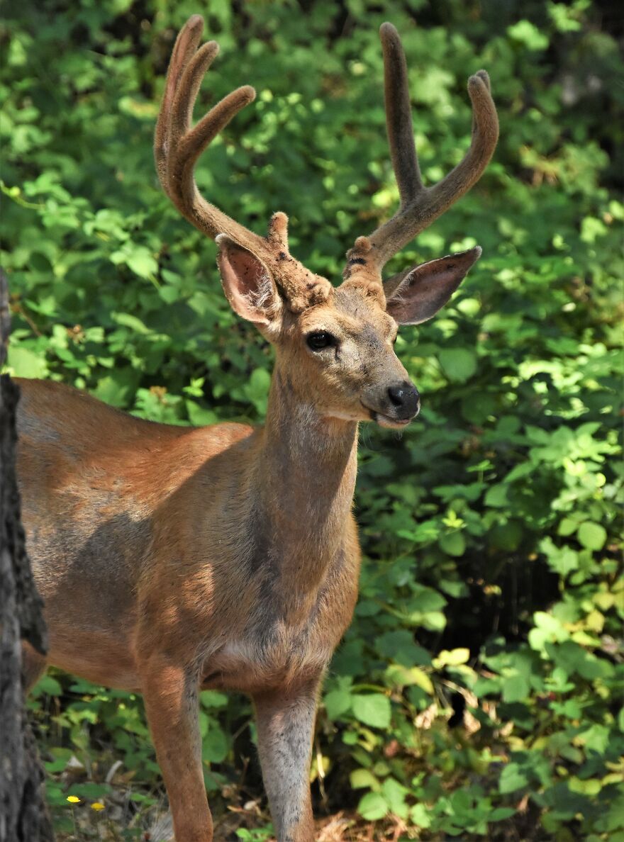 I Love Photographing The Wildlife That Passes Through My Yard. This Year There Was Much More Than Usual. I Love Photographing The Wildlife That Passes Through My Yard. This Year There Was Much More Than Usual.