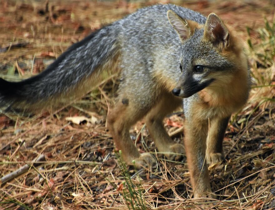 I Love Photographing The Wildlife That Passes Through My Yard. This Year There Was Much More Than Usual. I Love Photographing The Wildlife That Passes Through My Yard. This Year There Was Much More Than Usual.