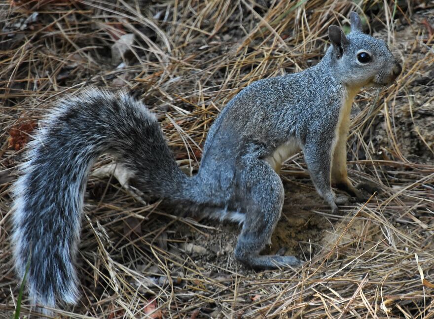I Love Photographing The Wildlife That Passes Through My Yard. This Year There Was Much More Than Usual. I Love Photographing The Wildlife That Passes Through My Yard. This Year There Was Much More Than Usual.