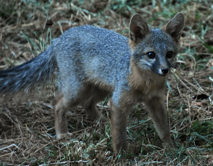 I Love Photographing The Wildlife That Passes Through My Yard. This Year There Was Much More Than Usual. I Love Photographing The Wildlife That Passes Through My Yard. This Year There Was Much More Than Usual.
