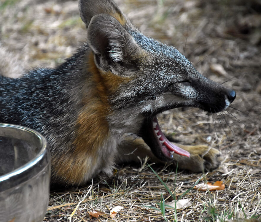 I Love Photographing The Wildlife That Passes Through My Yard. This Year There Was Much More Than Usual. I Love Photographing The Wildlife That Passes Through My Yard. This Year There Was Much More Than Usual.