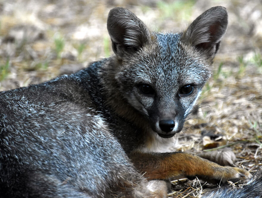 I Love Photographing The Wildlife That Passes Through My Yard. This Year There Was Much More Than Usual. I Love Photographing The Wildlife That Passes Through My Yard. This Year There Was Much More Than Usual.