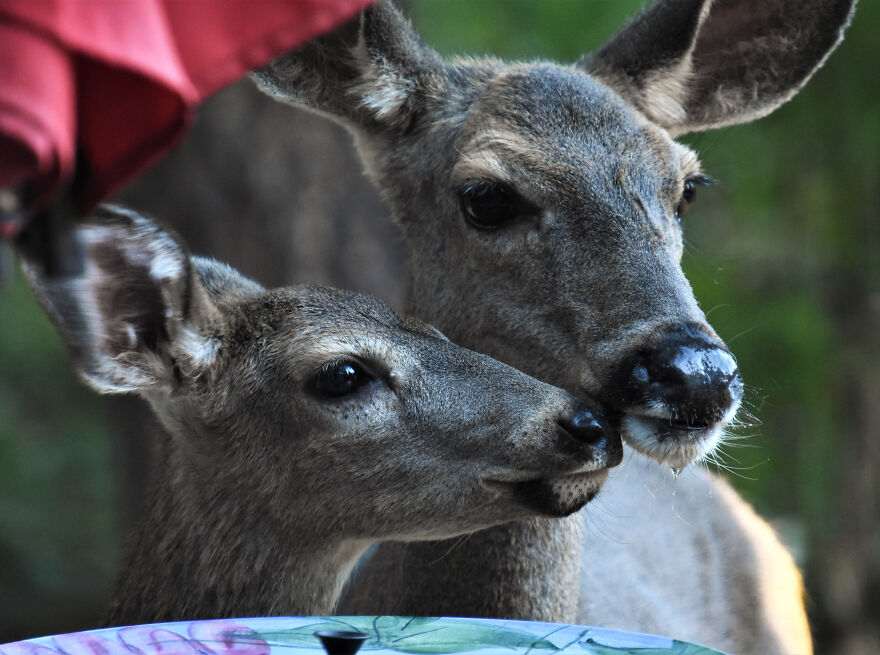 I Love Photographing The Wildlife That Passes Through My Yard. This Year There Was Much More Than Usual. I Love Photographing The Wildlife That Passes Through My Yard. This Year There Was Much More Than Usual.