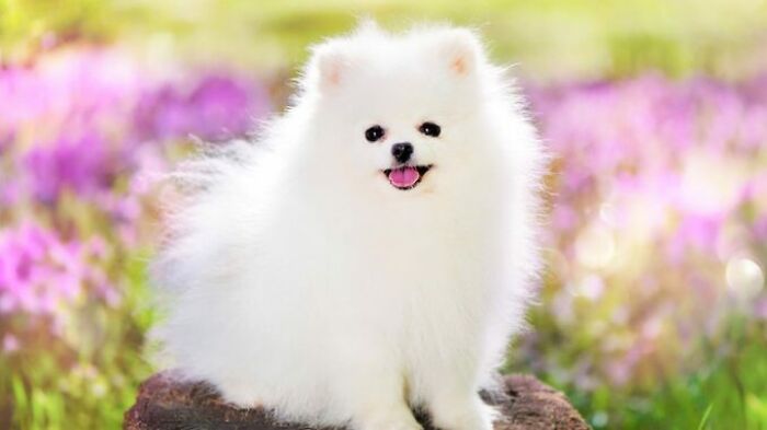 Pomeranian Dog [reference]