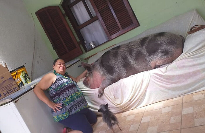 This Woman Thought She Was Buying A Mini Pig, But It Grew Into A 551-Pound Swine That Is Adored By Its Family Despite Its Size