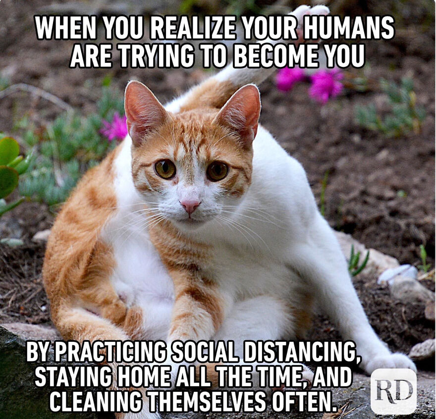 Cat Memes That Just Have To Be Shared