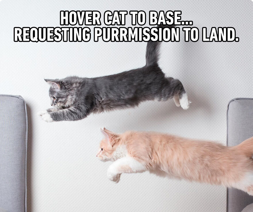 Cat Memes That Just Have To Be Shared