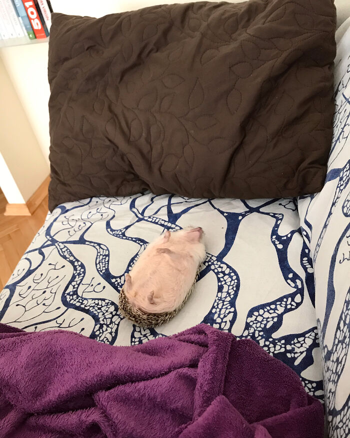 That Moment When You Have So Many Things To Do, So You Decide To Take A Nap Instead