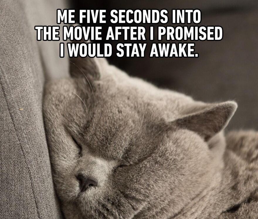 Cat Memes That Just Have To Be Shared