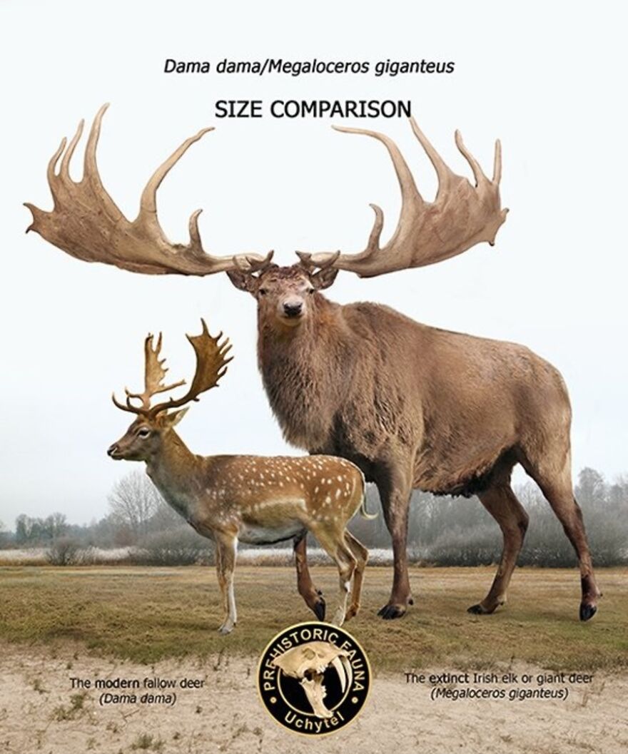 26 New Comparisons Of The Sizes Of Prehistoric Animal Ancestors And