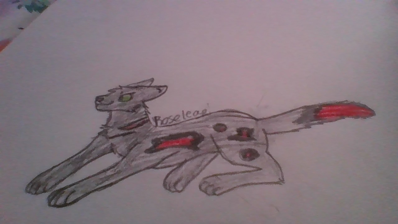 Hey Pandas, Draw A Warrior Cats Oc!