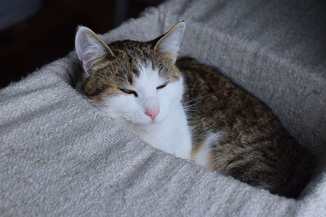 Hey Pandas, Post A Pic Of Your Pet Being Comfy (Closed)